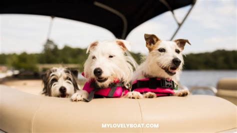 Boat Names For Dog Lovers – Our Top 50+ Picks!