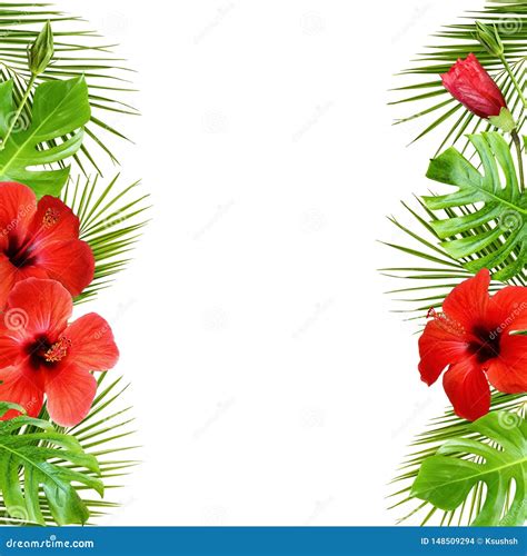 Hibiscus Flowers and Palm Leaves in Tropical Border Arrangements Stock Photo - Image of copy ...