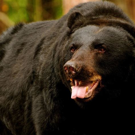 American Black Bear | Download American black bear wallpaper in Animals wallpapers with all ...