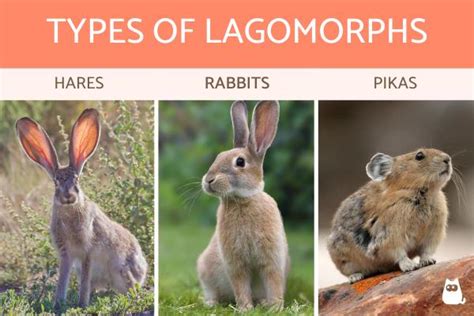 What are Lagomorphs? - Definition, Characteristics, Types and Examples