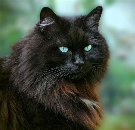 Black Cat Breeds With Green Eyes
