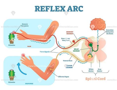 Spinal reflex arc anatomical scheme, vector illustration, with spinal cord, stimulus pathway to ...