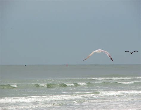 Landscapes Beaches | Free Stock Photo | Seagulls flying over the ocean ...