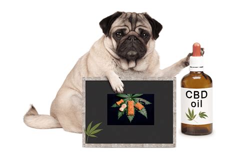 CBD Oil for Dogs : What You Need to Know | K9Uchicago