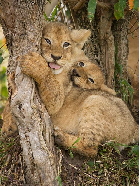 550+ Hug Lion Photos Stock Photos, Pictures & Royalty-Free Images - iStock