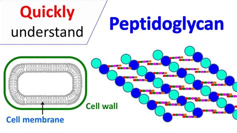 Peptidoglycan | Prokaryotic cell wall - YouTube