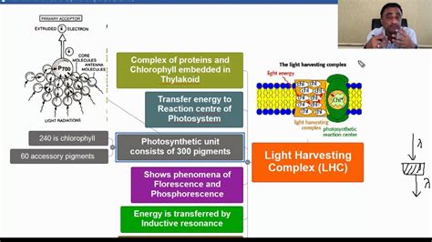 Light Harvesting Complex - YouTube