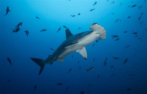 Shark Finning Primer With A Lifelong Activist-Conservationist - Mission Blue