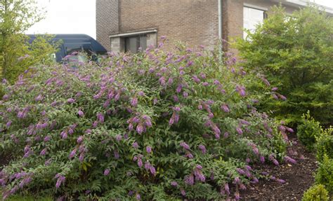 Pruning Butterfly Bushes | Plant Addicts