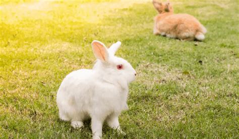 White Rabbit Breeds | 7 White Pet Rabbit Breeds | Hutch and Cage