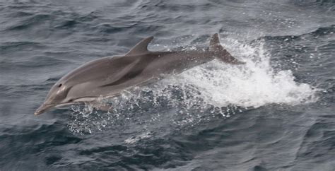 Clymene Dolphin – "OCEAN TREASURES" Memorial Library