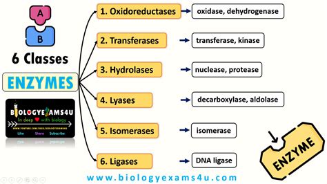 Classification of Enzymes | 6 Important Classes of Enzymes and their ...