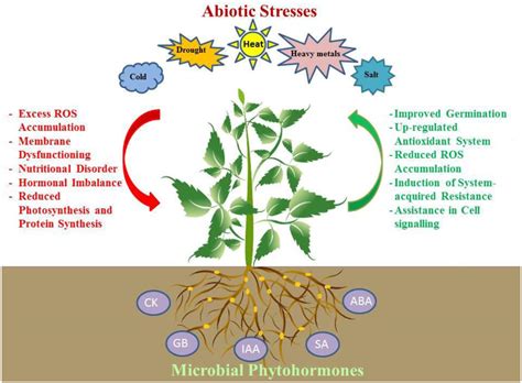 Frontiers | Phytohormones and Beneficial Microbes: Essential Components for Plants to Balance ...