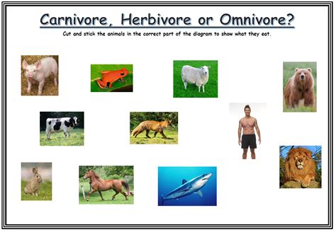 Omnivore Herbivore And Carnivore Chart