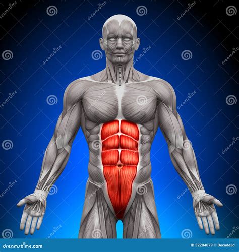 Abs - Anatomy Muscles Royalty Free Stock Images - Image: 32284079