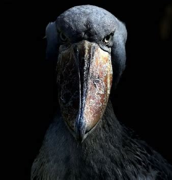 Shoebill stare Memes - Imgflip