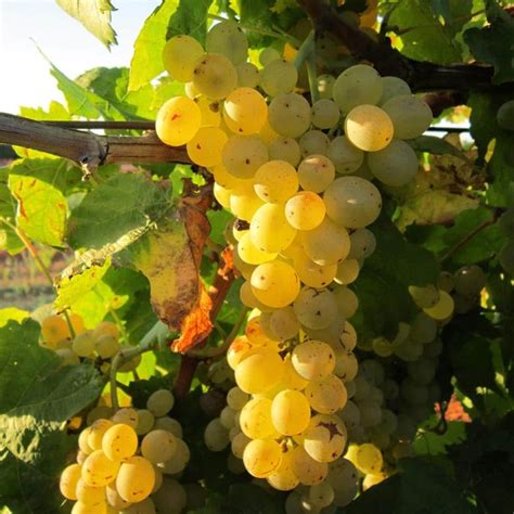 Scuppernong Grapes - Food Forest Nursery