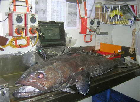 Sub-Antarctic toothfish fishery certified sustainable – Australian Antarctic Program (News 2012)