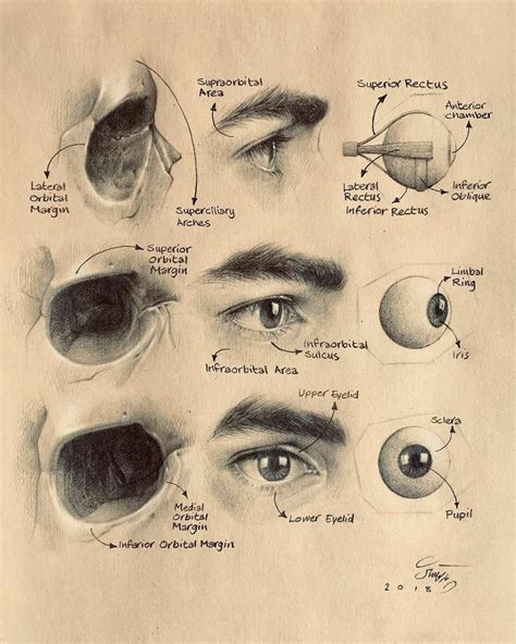 Skull Anatomy 💀🤪 | Subliminal Users Amino