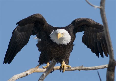 Ready to Take Flight | Bald eagles fly at about 30 mph and c… | Flickr