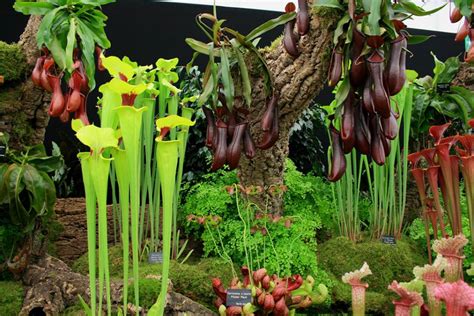 18 Insane Facts About Carnivorous Plants | Epic Gardening