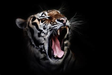 Tiger Roaring Wallpapers - Wallpaper Cave