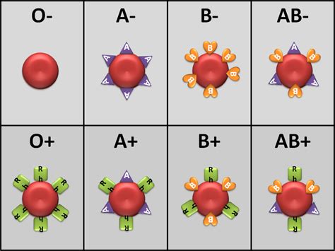 Blood Typing & Transfusion Reactions - HAP Diagram | Quizlet