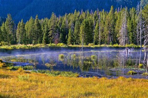 Belleza, ubicación e importancia de los bosques templados