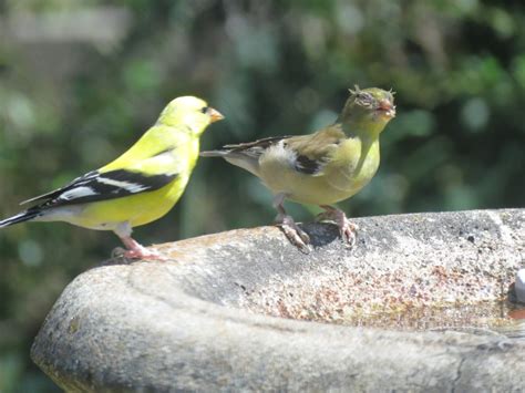 American Goldfinches Diseasesd - FeederWatch