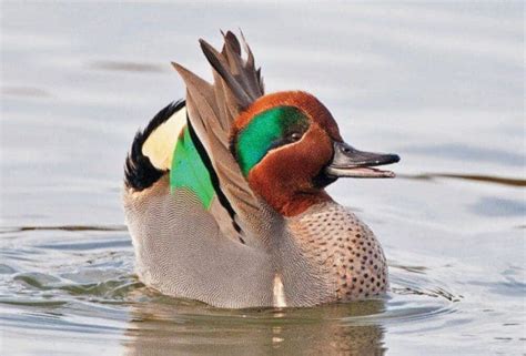 The impressive courtship maneuvers of drakes — Ducks Unlimited Canada