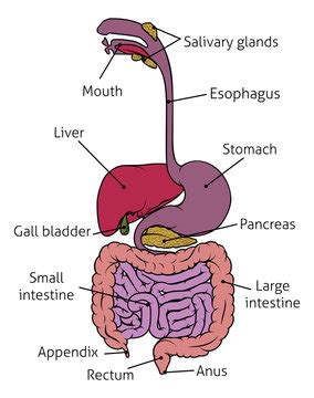 Digestive System Cartoon