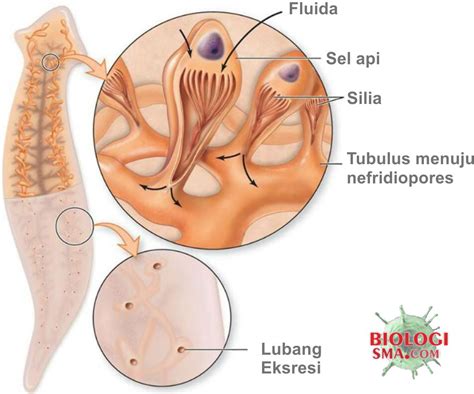 Sistem Ekskresi Pada Hewan - Dunia Biologi