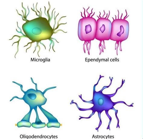 Ependymal Cell - The Definitive Guide | Biology Dictionary