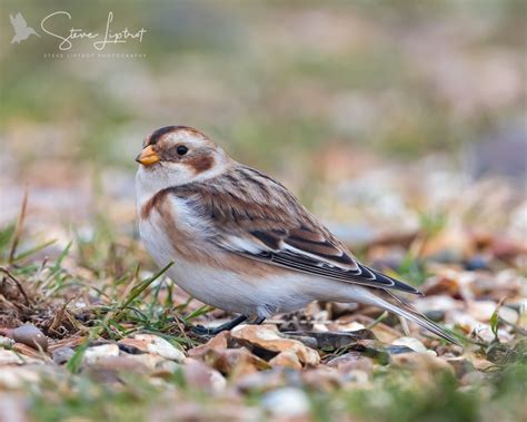 Female snow bunting (Plectrophenax nivalis) | Bird species, Bunting, Animals