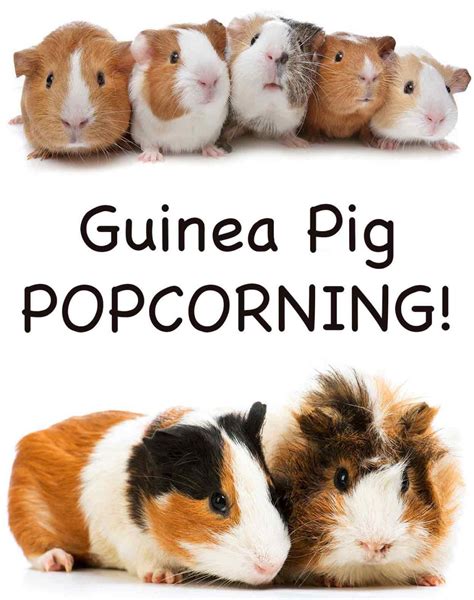 Guinea Pig Popcorning