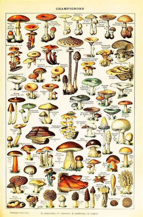 "Vintage Edible Mushroom Chart by Adolphe Millot " by wordpower900 ...