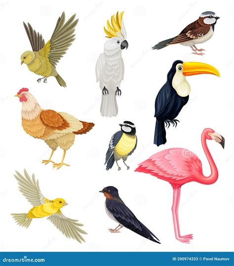 Birds As Warm-blooded Vertebrates Or Aves With Feathers And Toothless Beaked Jaws Vector Set ...