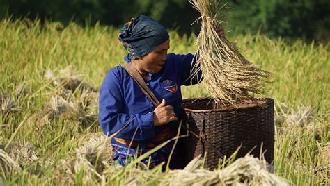 Rice harvest season in Thanh Hoa"s terraced fields | Vietnam Times