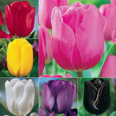 Prize Dutch Tulip Collection | Shop Tulips Online | Breck's