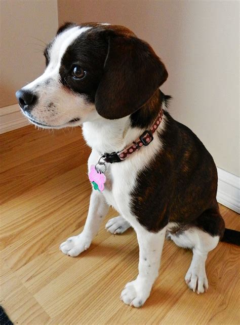 Boston Terrier Chihuahua Mix Tan - Pets Lovers