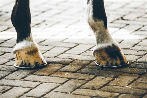 The hoof growth of a horse