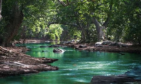 Hiking at Black River Gorges | 5.5 km / 3 hrs Trail - TRAVELHUB