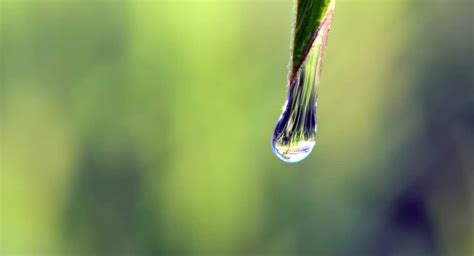 Free picture: water, leaf, liquid, drop, rain, dew, macro, moisture