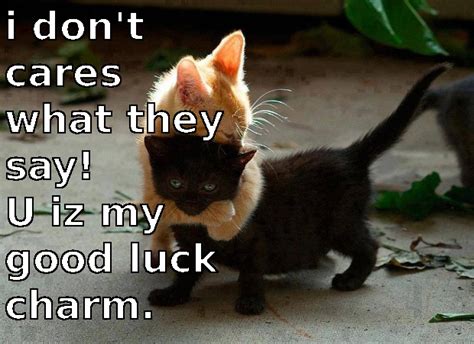 Good Luck Cat Quotes. QuotesGram