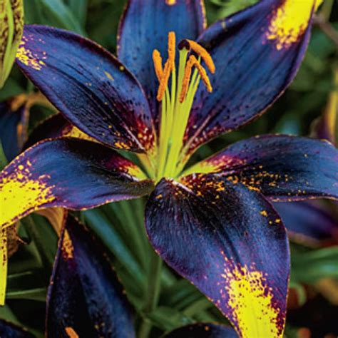 Black Gold Lily (Lilium 'Lion Heart ... | Lily plants, Bulb flowers, Lily seeds