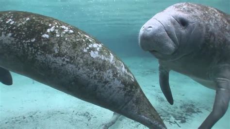 TECO Manatee Viewing Center gives front-row view of Florida wildlife | FOX 13 Tampa Bay