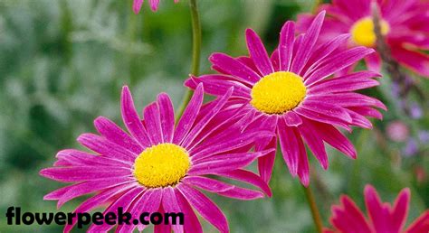 Tips on how to grow and care for Painted Daisy