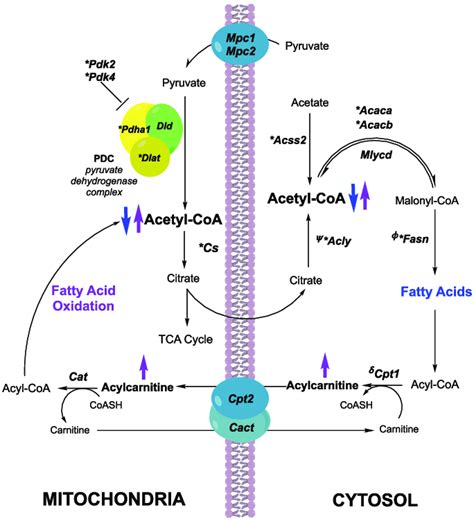 Metabolic pathways connecting gene expression, DNA methylation, and ...