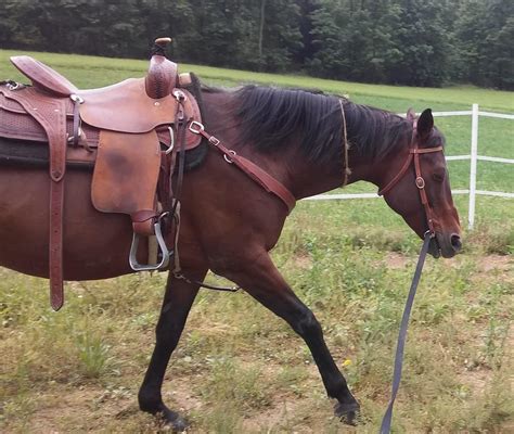 3 Exercises Every Horse Needs to Know (Part 1): Lunging | Equestrian Writer