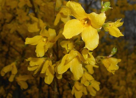 How to Grow and Care for Forsythia Bushes